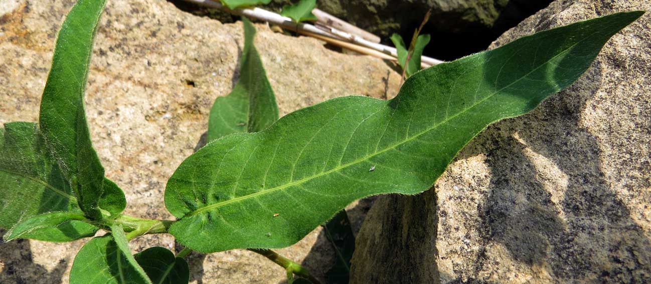 Polygonum4c