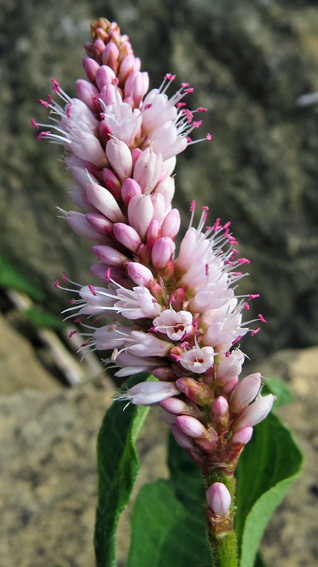 Polygonum4b