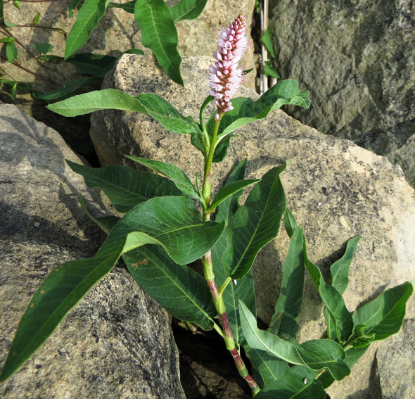 Polygonum4a