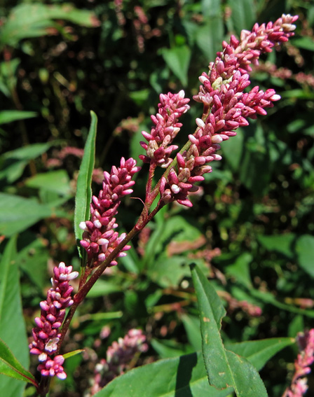 Polygonum8c