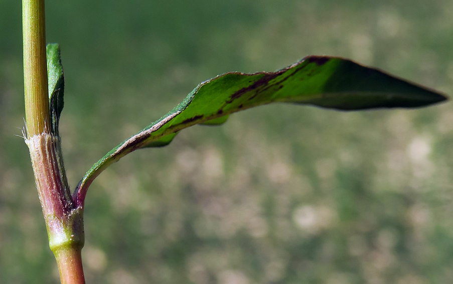 Polygonum10a