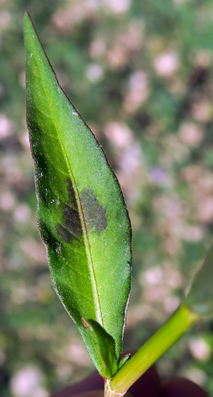 Polygonum10