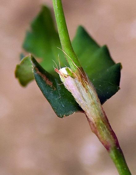 Polygonum30