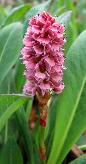 Polygonum19