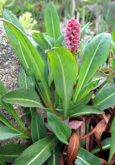 Polygonum18