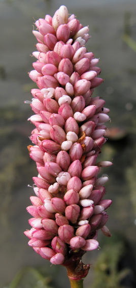 Polygonum2a