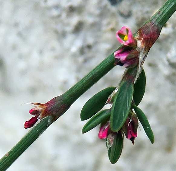 Polygonum14c