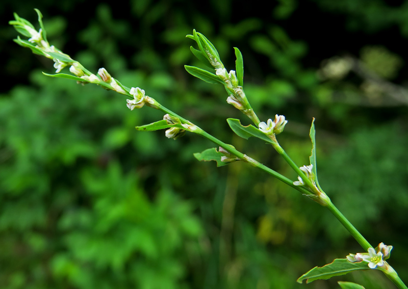 Polygonum13