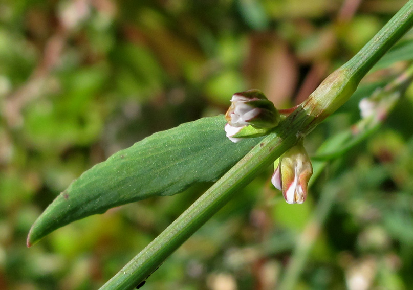 Polygonum14