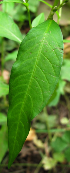 Polygonum21