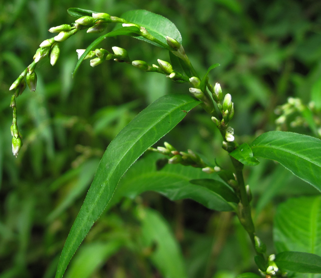 Polygonum22