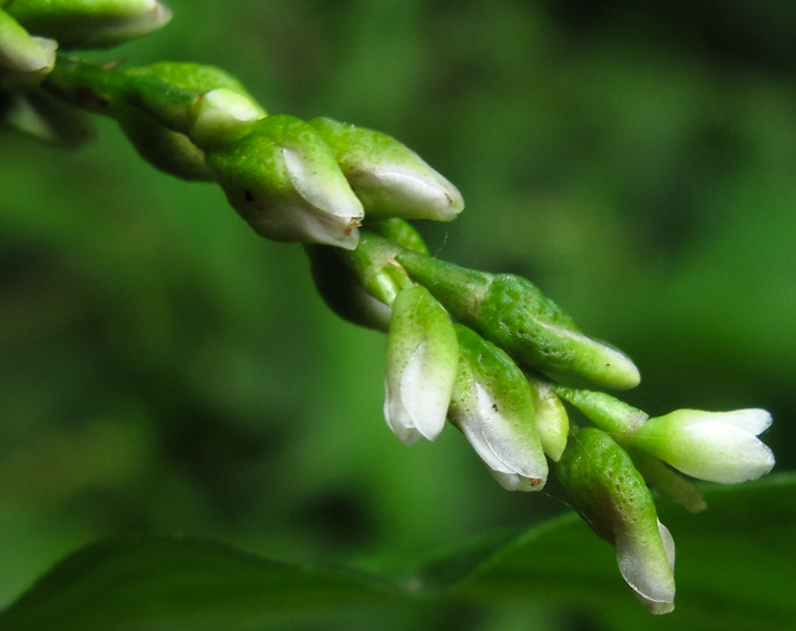 Polygonum25