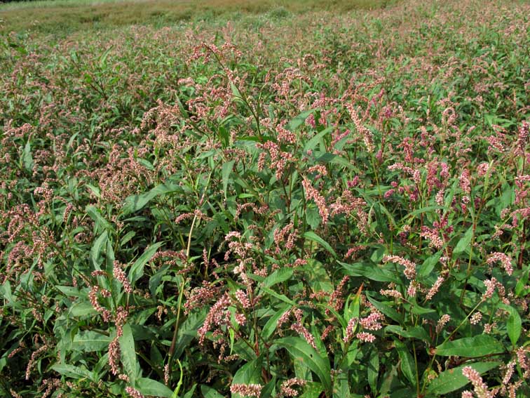 Polygonum5