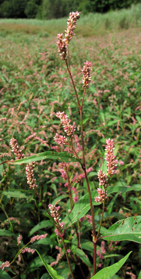 Polygonum6