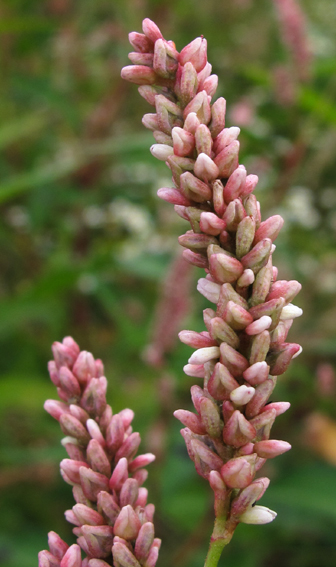 Polygonum7a