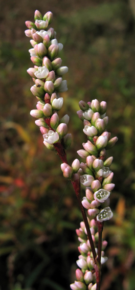 Polygonum8