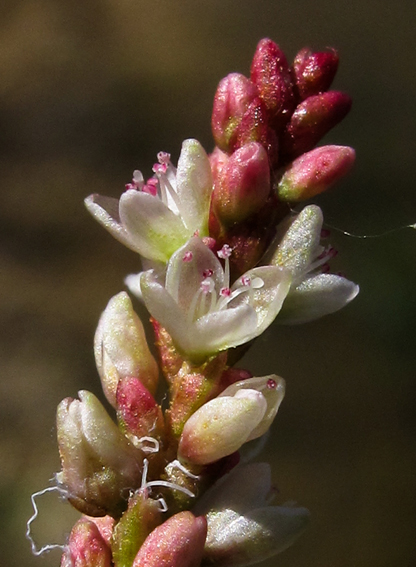 Polygonum8a