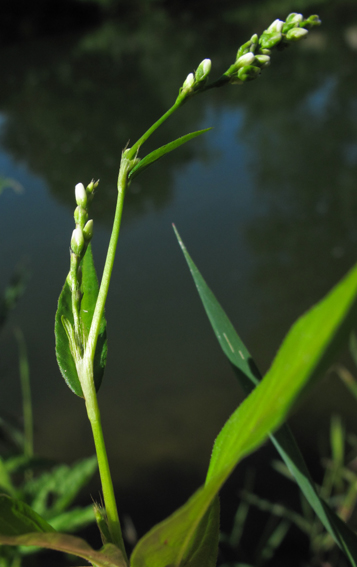 Polygonum26