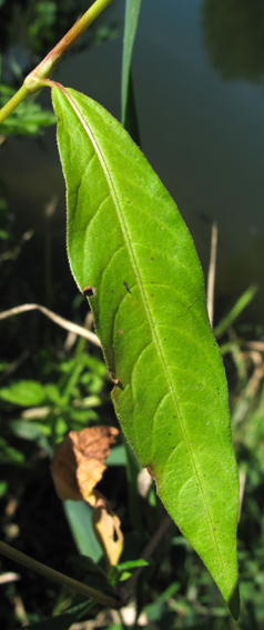 Polygonum28