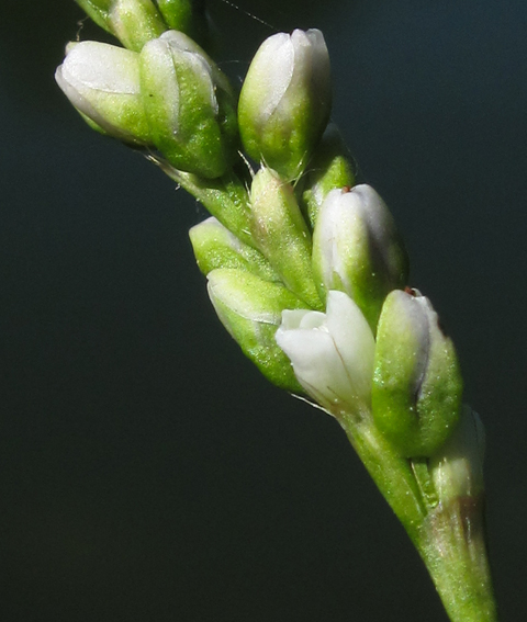 Polygonum31