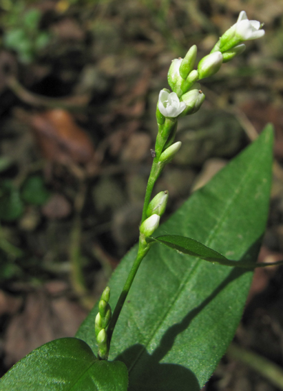 Polygonum27