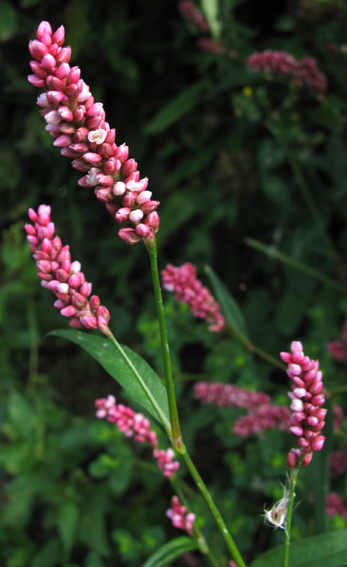 Polygonum10b