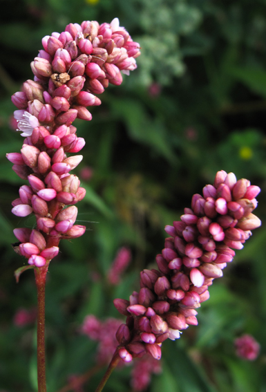 Polygonum11