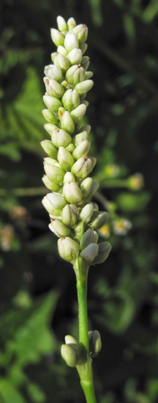 Polygonum11a