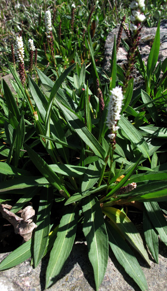 Polygonum15