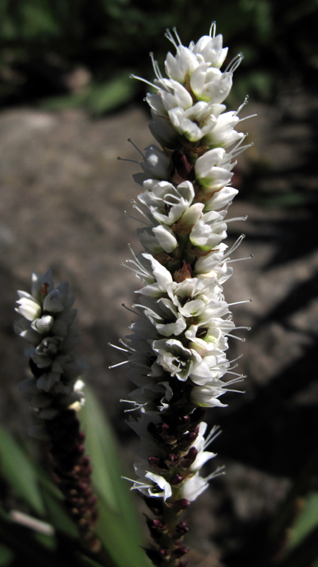 Polygonum17