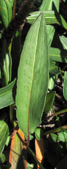 Polygonum16