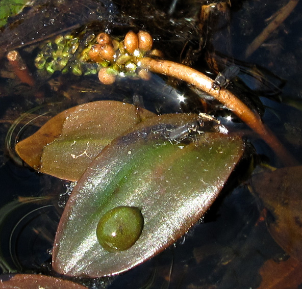 Potamogeton12