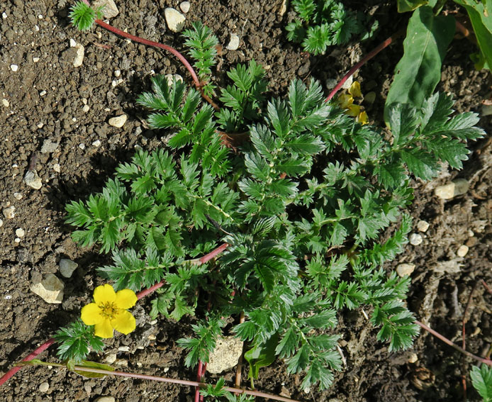 Potentilla0