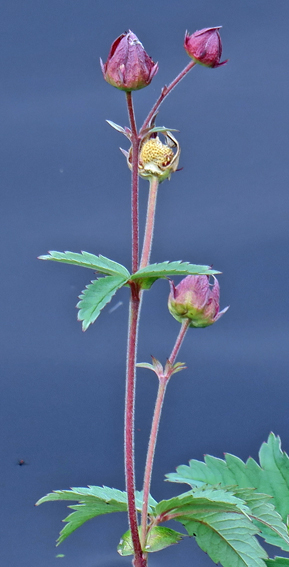 Potentilla26
