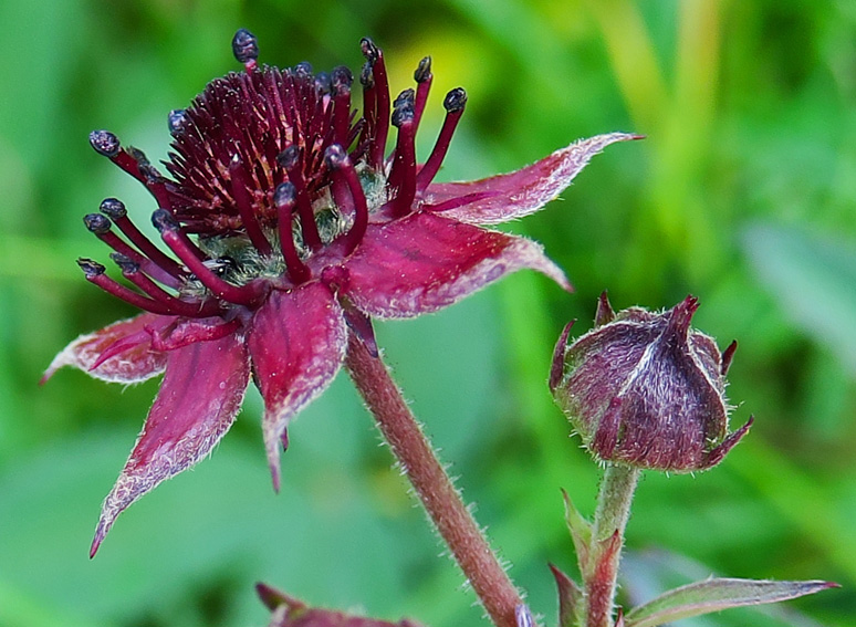 Potentilla29