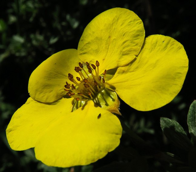 Potentilla10d2