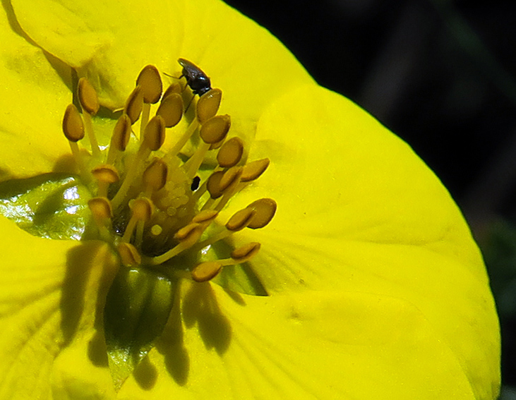 Potentilla10d3