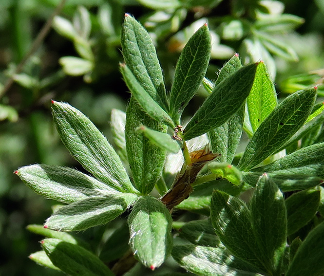 Potentilla10d1