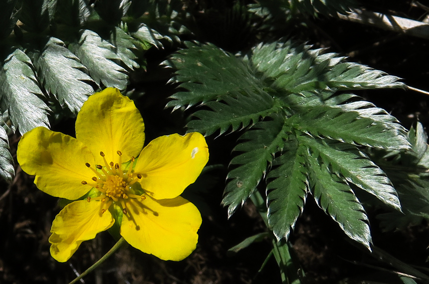 Potentilla3d