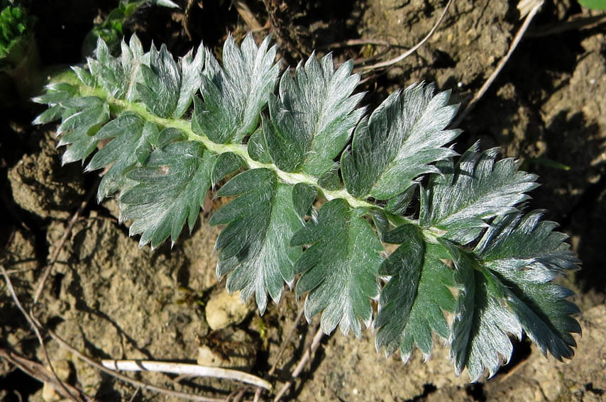 Potentilla3c