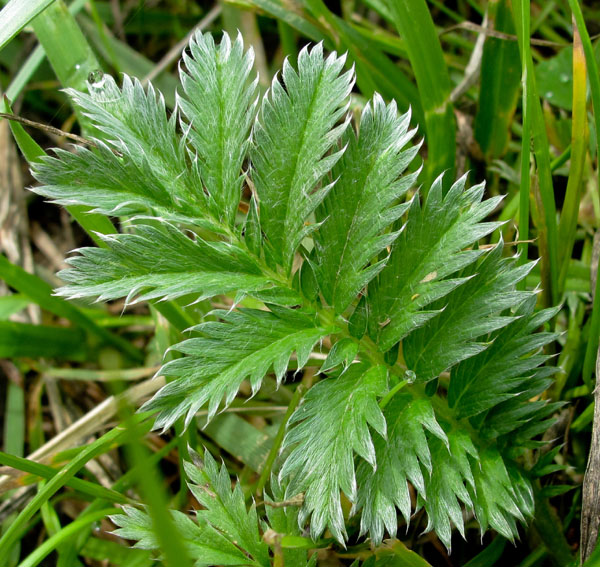 Potentilla1