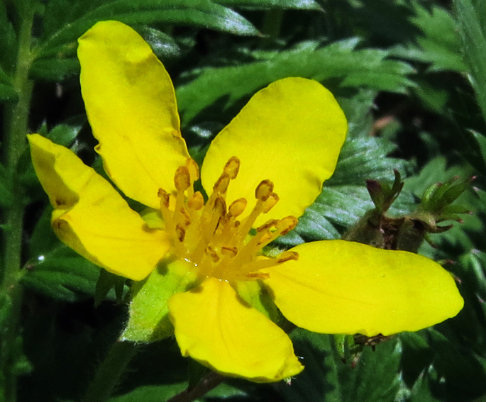 Potentilla3b