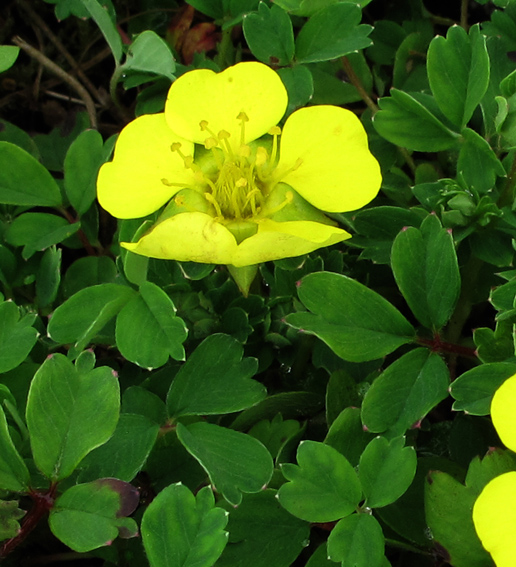 Potentilla11