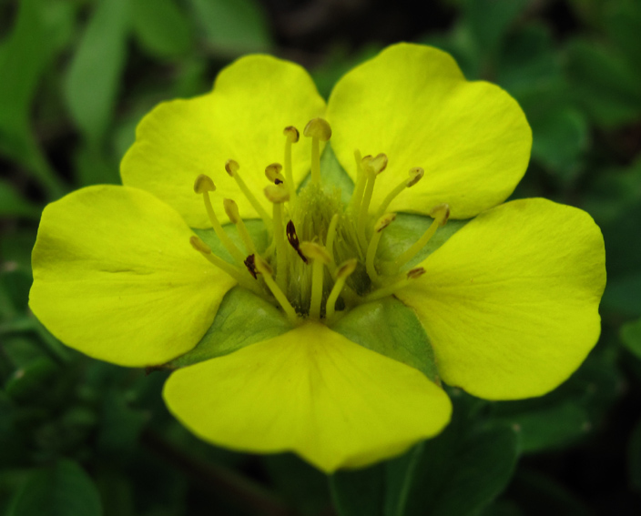 Potentilla13