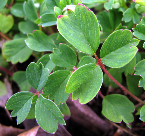 Potentilla12