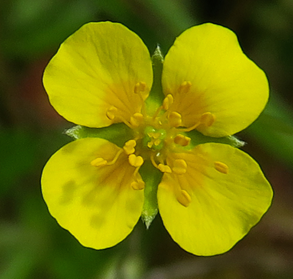 Potentilla7