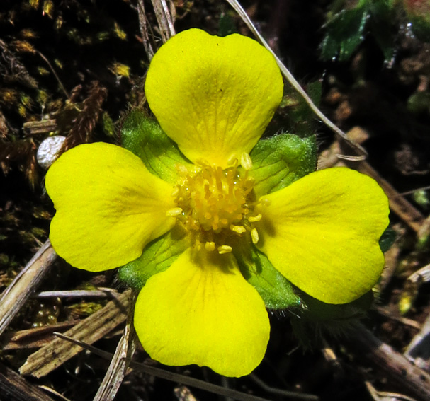 Potentilla8b