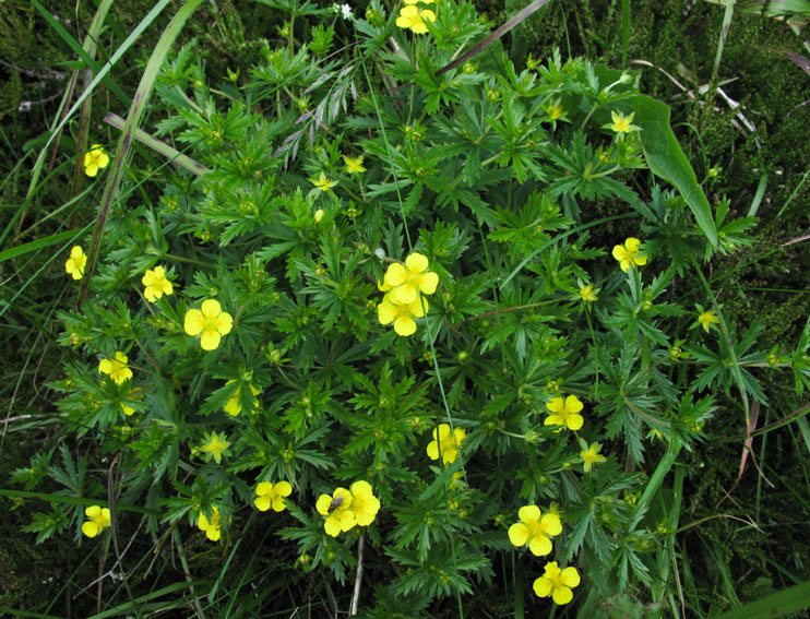 Potentilla4