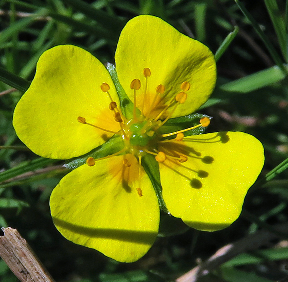 Potentilla8e