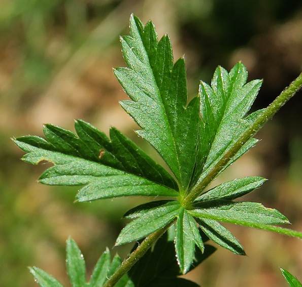 Potentilla8